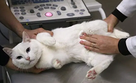 猫知道自己被阉了吗