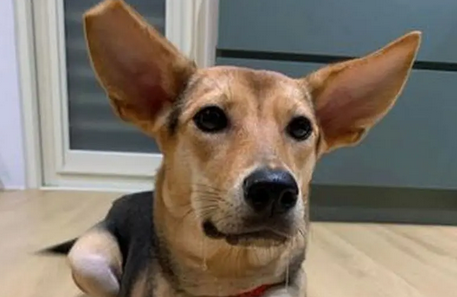 米克斯犬凶吗
