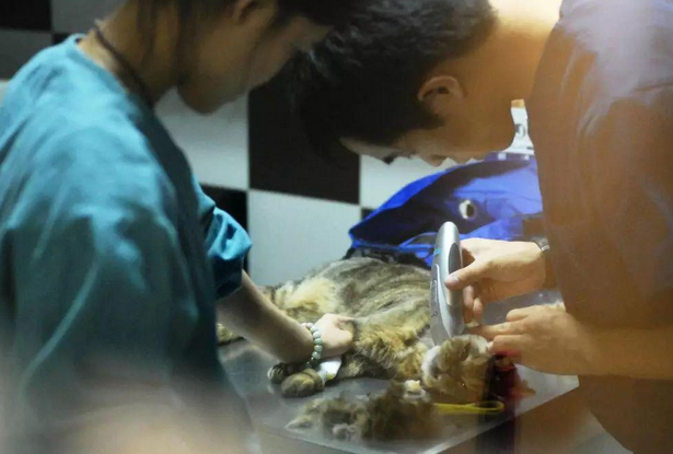 宠物医疗现状调查:花2万没救活自家猫,濒死时医生不知如何操作 宠物医疗现状调查:花2万没救活自家猫,濒死时医生不知如何操作