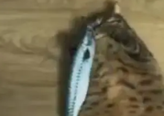 胖猫正睡的四仰八叉,当主人扔给它一只小鱼,搞笑的一幕出现了… 胖猫正睡的四仰八叉,当主人扔给它一只小鱼,搞笑的一幕出现了…