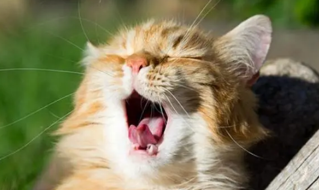 人不在屋里猫就叫