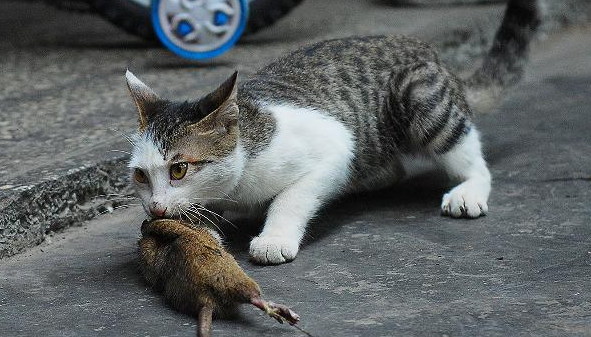猫只吃老鼠能活吗 猫只吃老鼠能活吗