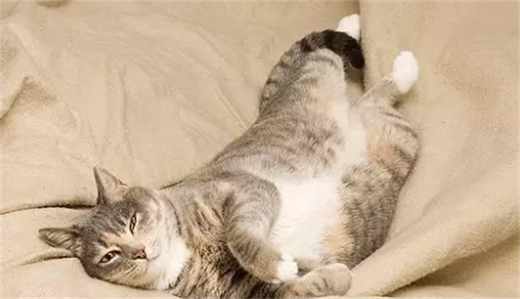 猫在床上尿民间说法