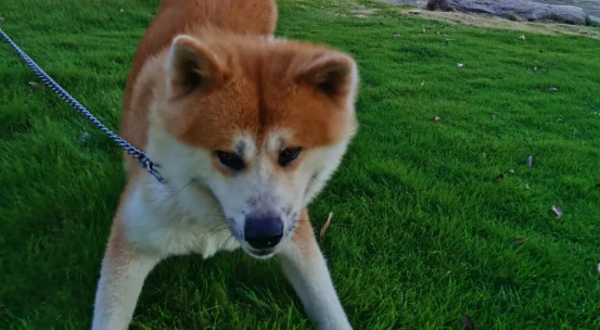 秋田犬一般多少钱 秋田对主人非常的忠心