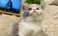 猫有什么品种图片大全