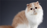 世界上血统最高贵的猫
