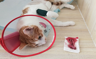 母猫绝育切除的是什么