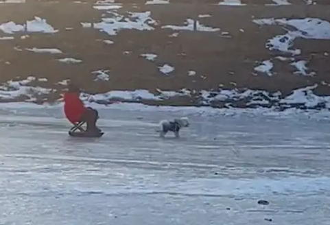 小狗被当成雪橇犬拉主人，被人超车后骂骂咧咧的：敢超我？你等着