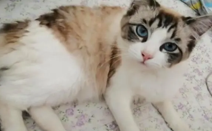 小母猫发情怎么办 小母猫发情怎么办