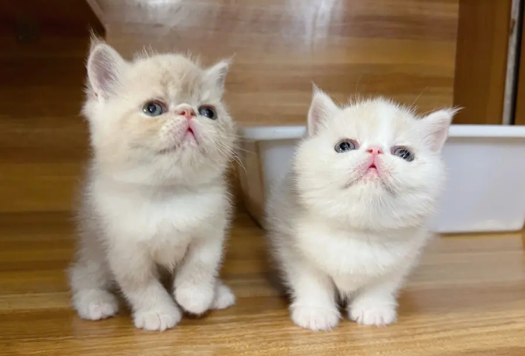 异国短毛猫好养活吗 异国短毛猫好养活吗