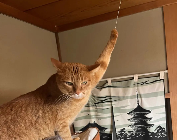 开门见猫咪模仿“乘公交拉吊环”,网友立刻拍照留念,快来看笑话啊! 开门见猫咪模仿“乘公交拉吊环”,网友立刻拍照留念,快来看笑话啊!