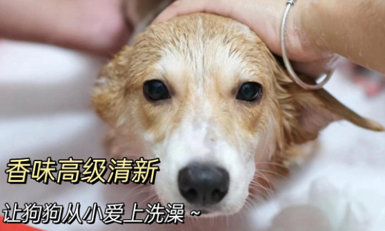 主人我需要一个大的澡盘 狗狗我要洗澡澡 主人我需要一个大的澡盘 狗狗我要洗澡澡
