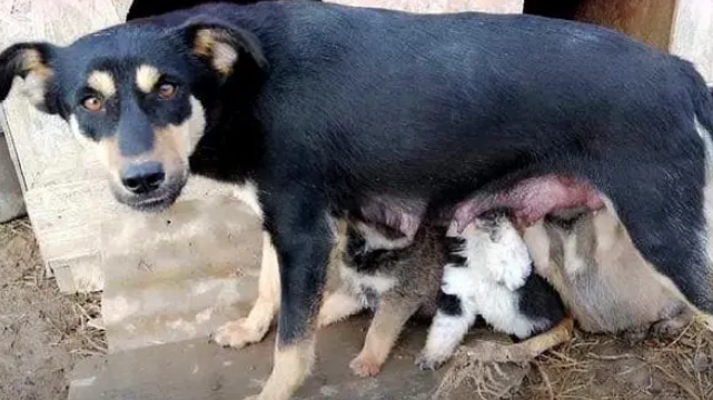 可怜狗狗被主人抛弃,独自照顾3个孩子,肚子再饿也寸步不离守护 可怜狗狗被主人抛弃,独自照顾3个孩子,肚子再饿也寸步不离守护