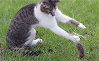 猫抓老鼠叫声驱鼠