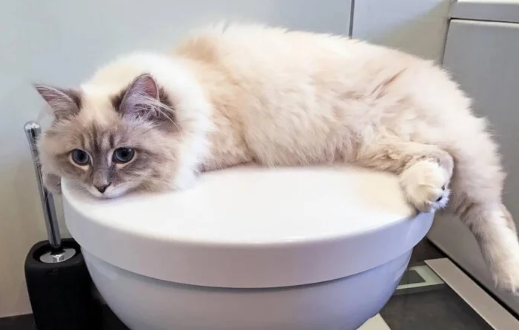 去除猫尿味的好方法 去除猫尿味的好方法