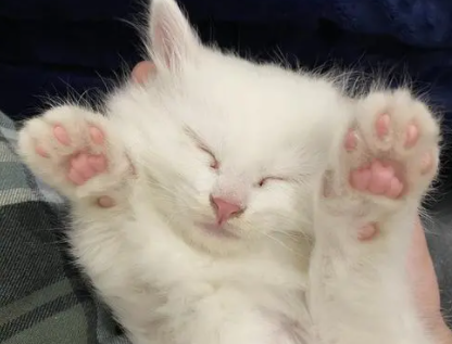 猫爪子粉色好还是黑色 猫爪子粉色好还是黑色