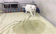 猫在床上拉尿什么原因