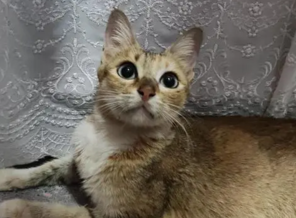 中华雀猫稀有吗