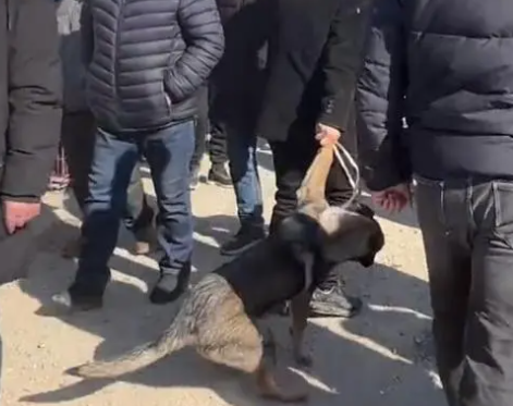 面对狗肉笼，看家犬不断挣扎，而它的反抗也顺利让主人回心转意