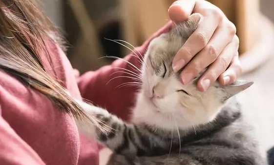 为何人们对猫宠爱有加、对狗严厉冷漠? 为何人们对猫宠爱有加、对狗严厉冷漠?