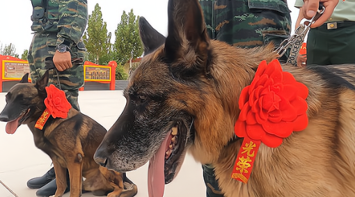 我国退役军犬待遇
