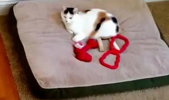 狗:你占我地方了,咱俩一起睡吧,猫:别过来,再过来我挠你了! 狗:你占我地方了,咱俩一起睡吧,猫:别过来,再过来我挠你了!