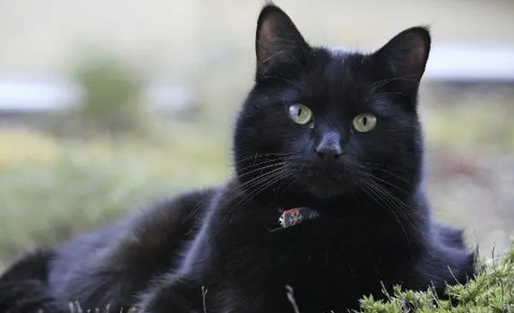 为什么纯黑的猫那么少