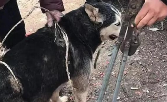 二哈每天拆家,主人竟把它卖到狗肉市场,哈士奇一脸蒙 二哈每天拆家,主人竟把它卖到狗肉市场,哈士奇一脸蒙