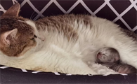 母猫怀孕几个月生产