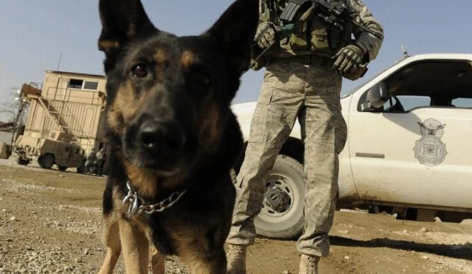 武警的犬是军犬还是警犬 武警的犬是军犬还是警犬