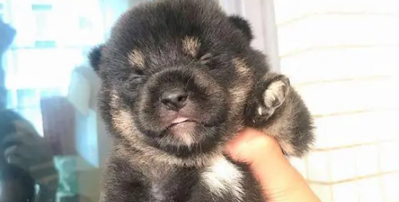 柴犬把“情人”带回了家,现在它们都已经生了小狗 柴犬把“情人”带回了家,现在它们都已经生了小狗