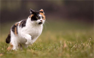 猫疫苗间隔时间