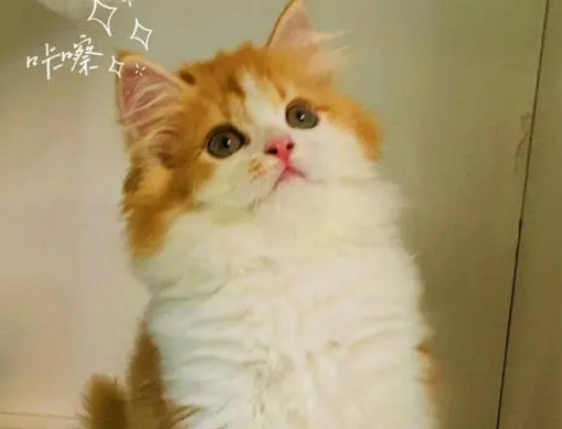 金加白长毛猫是什么猫生的
