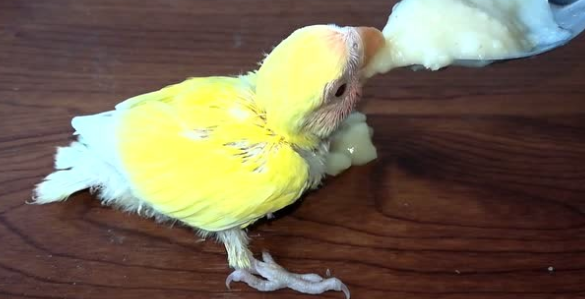 黄桃鹦鹉怎么喂食最正确