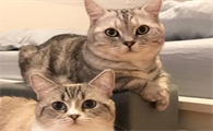 喂不熟的猫想给他打死