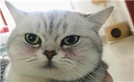 母猫发腮吗