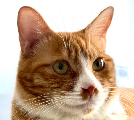 尿尿是只猫