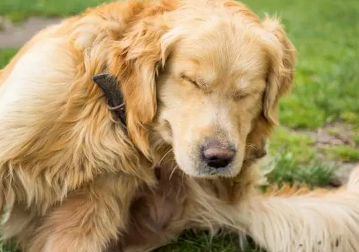 狗身上痒一直抓怎么办用什么药