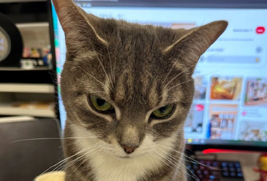 出门撞见两只橘猫吵架,吵完后一只大橘感觉没发挥好 出门撞见两只橘猫吵架,吵完后一只大橘感觉没发挥好