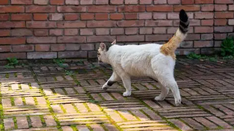 猫走路东倒西歪好像不受控制