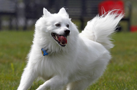 爱斯基摩犬是哈士奇吗