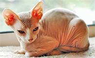 为什么说猫是外星物种