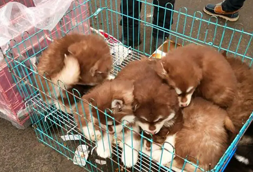 狗市怎么买狗最安全