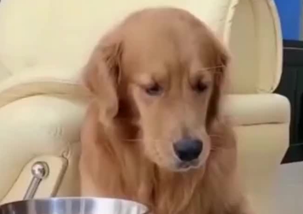 没有吃的狗狗就不搭理主人