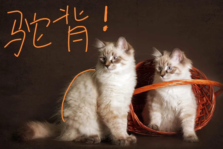 如何区分猫咪驼背图片