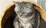 喷洒酒精对猫来说