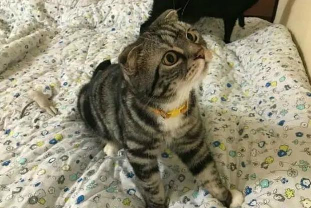 猫咪忍受病痛折磨一年,陪主人过完生日后离世 猫咪忍受病痛折磨一年,陪主人过完生日后离世