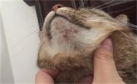 猫有毛囊炎该怎么治