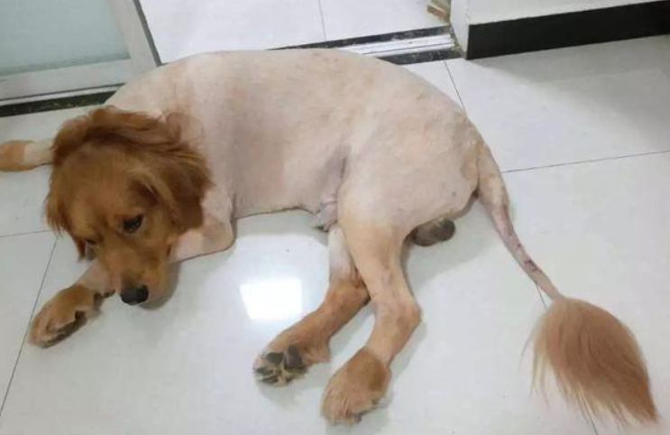 狗剃了毛一晚上冻死了