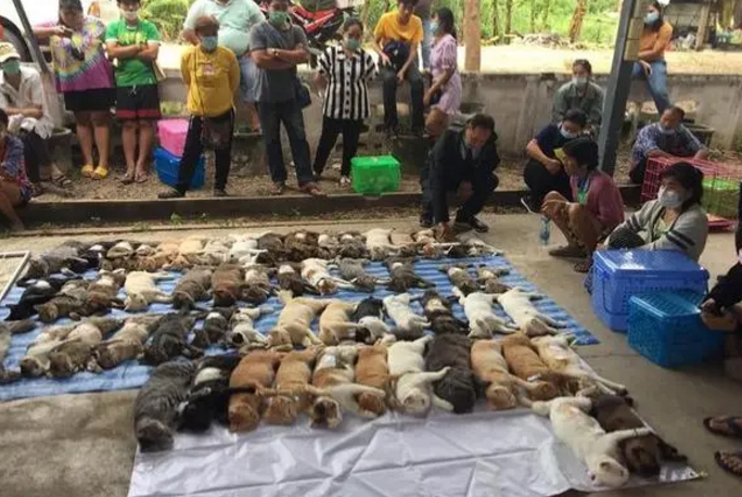 猫咪们整整齐齐躺在地上,姿势都一模一样,事情的真相超有趣 猫咪们整整齐齐躺在地上,姿势都一模一样,事情的真相超有趣